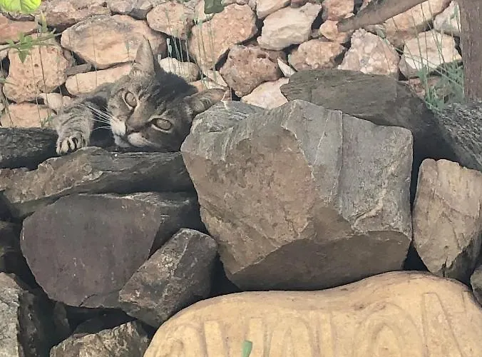 Vendégház Avalon 3*